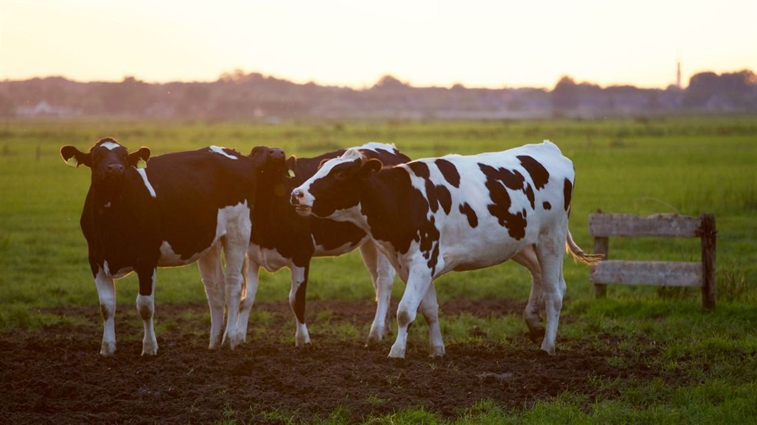 Black-and-white dairy cows grazing in a green pasture at sunset